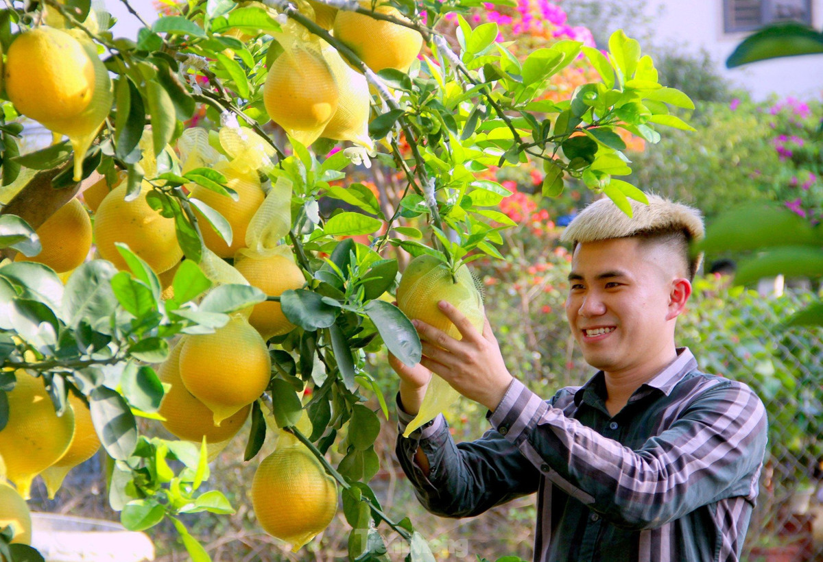 Từ vài tháng trước, anh đã bỏ công sức ra các tỉnh phía Bắc để chọn lựa những cây bưởi Diễn đẹp nhất, có nhiều kiểu dáng mới lạ, bắt mắt để đưa về quê nhà bán dịp Tết.