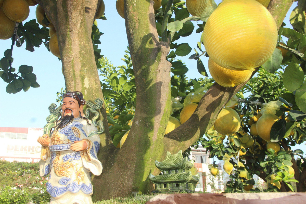 br/> Những gốc bưởi Diễn có tuổi đời gần chục năm được trồng trong các chậu cảnh đẹp mắt, phía dưới gốc còn được trang trí thêm một số tiểu cảnh.