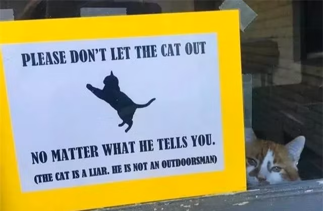 Chu meo buon ba ngoi ben cua so khien ai cung xot xa va cai ket-Hinh-4