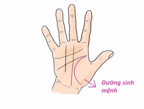 2 đường tay xui xẻo dễ gây yểu mệnh. Đường Sinh mệnh quá ngắn: Đường sinh mệnh của một con người gắn liền tới tuổi thọ và sức khỏe của người đó. Đường sinh mệnh nằm trong lòng bàn tay khu vực ở giữa ngón cái và ngón trỏ, là 1 đường vòng cung bao quanh ngón tay cái. Trên tay mỗi người chúng ta đều có đường chỉ tay này. 