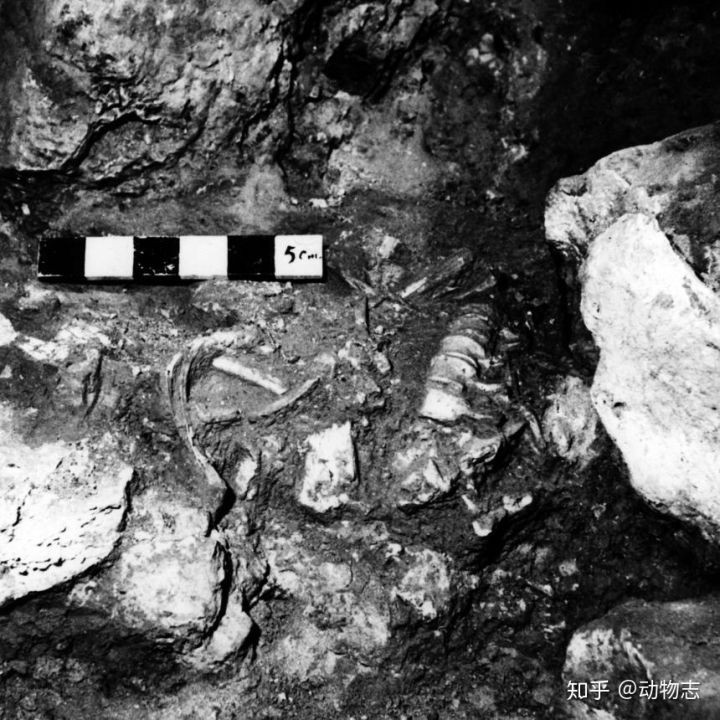 Lam the nao ma nguoi Homo sapiens da danh bai nguoi Neanderthal?-Hinh-2