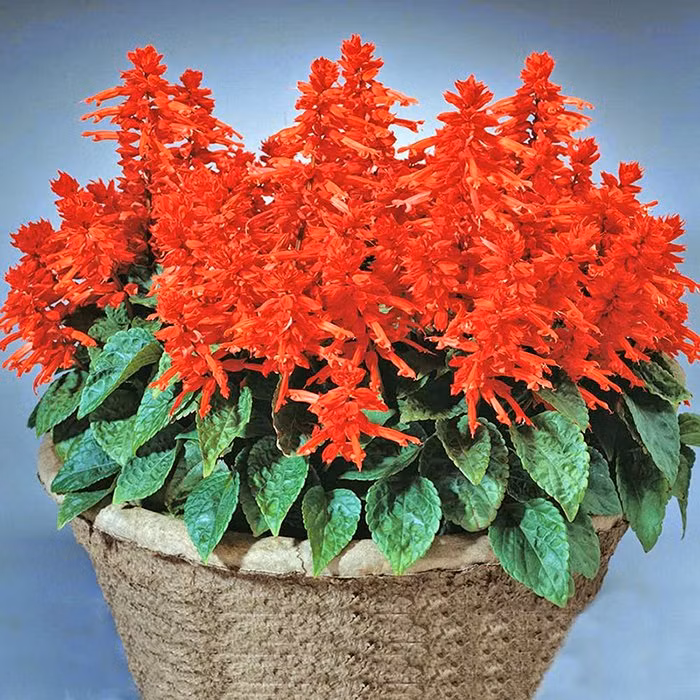 Chon hoa Tet hop gia chu menh Kim - Moc - Thuy - Hoa - Tho-Hinh-5