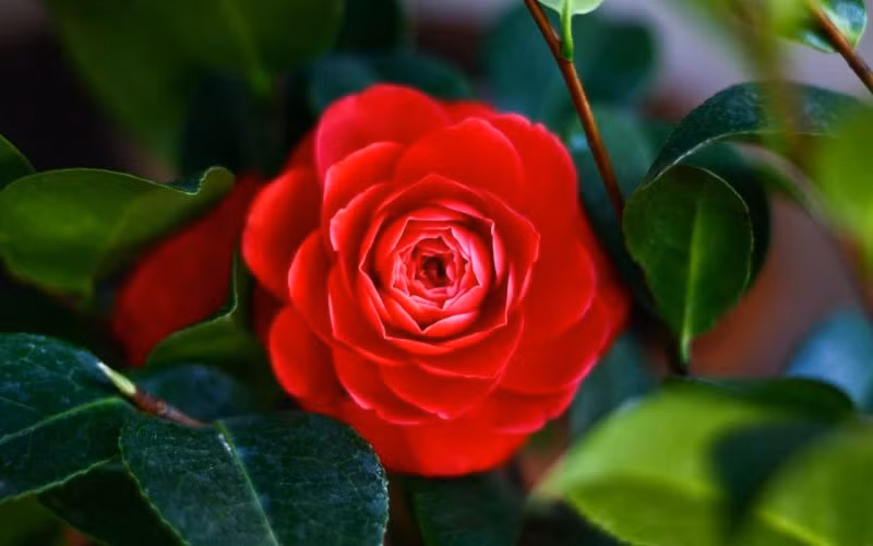 Chon hoa Tet hop gia chu menh Kim - Moc - Thuy - Hoa - Tho-Hinh-4