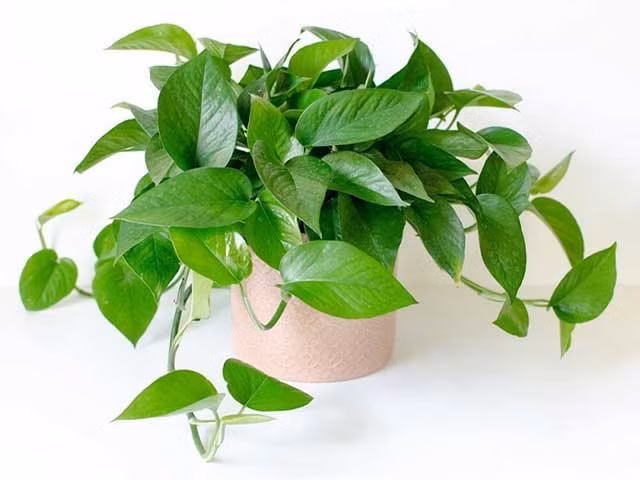 6 loai cay trong giup xua duoi khi xau, keo tai loc vao nha