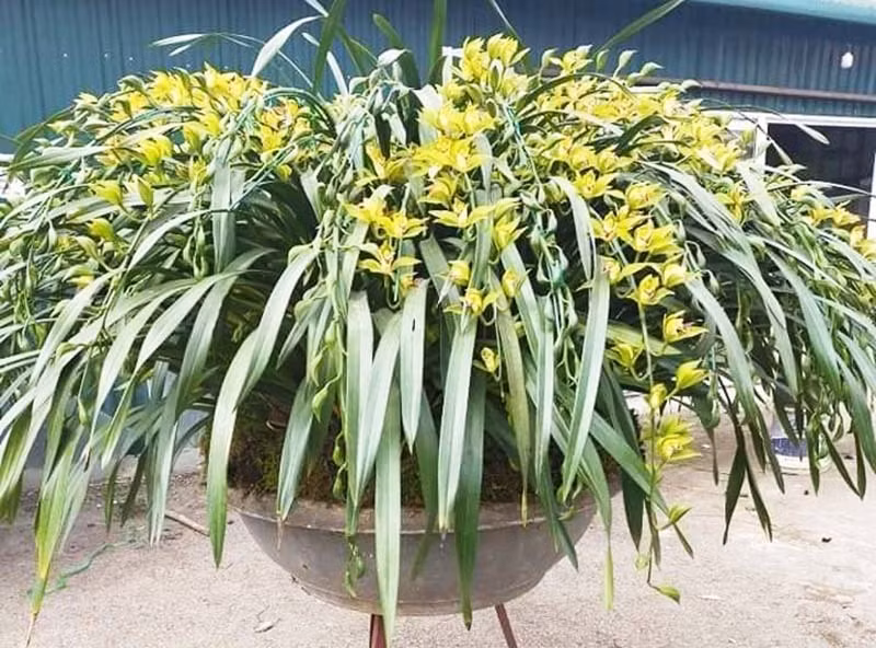 Tranh nhau mua lan tien vua: Sieu re, gia 13.000 dong/canh-Hinh-2