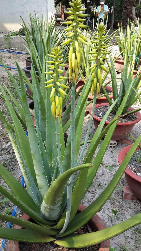 Lô hội. Bạn đã từng thấy cây lô hội ra hoa chưa? Tôi tin rằng sẽ không nhiều người nhìn thấy loài hoa của cây cảnh này. Nhưng trên thực tế cũng có không ít người trồng cây lô hội ra hoa.