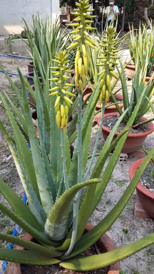 Lô hội. Bạn đã từng thấy cây lô hội ra hoa chưa? Tôi tin rằng sẽ không nhiều người nhìn thấy loài hoa của cây cảnh này. Nhưng trên thực tế cũng có không ít người trồng cây lô hội ra hoa.