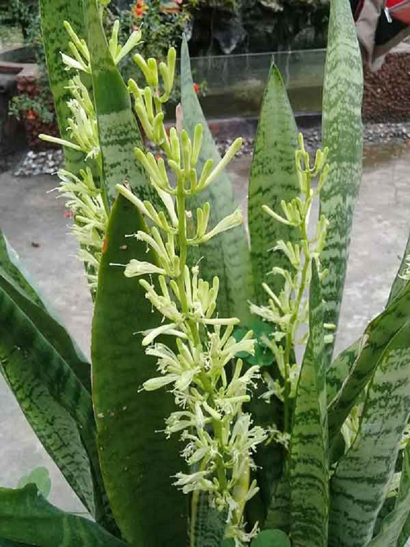 Hoa của cây cảnh lưỡi hổ thế nào? Hoa của nó mọc ra từ thân hoa, khi ta nhìn thấy một chồi xanh xuất hiện từ lá thì có nghĩa nó đang từ từ nở hoa. Hoa của cây cảnh lưỡi hổ không dễ thấy, nó có màu xanh nhạt, có mùi thơm rất nhẹ.