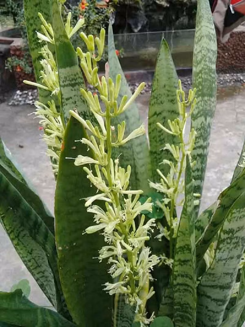 Hoa của cây cảnh lưỡi hổ thế nào? Hoa của nó mọc ra từ thân hoa, khi ta nhìn thấy một chồi xanh xuất hiện từ lá thì có nghĩa nó đang từ từ nở hoa. Hoa của cây cảnh lưỡi hổ không dễ thấy, nó có màu xanh nhạt, có mùi thơm rất nhẹ.