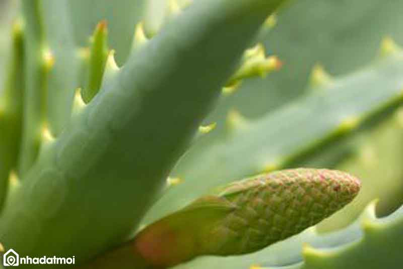 Thực ra, muốn lô hội nở hoa thì rất đơn giản. Trước hết, bạn phải biết rằng không phải lô hội nào cũng nở được. Khi mua lô hội, bạn phải tìm hiểu kỹ để biết đó có phải cây cảnh ra hoa được không.