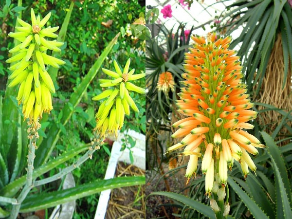 Cây lô hội nở hoa là báo hiệu về điềm lành sắp đến, nhiều người cho rằng hoa của lô hội là báo trước sự thay đổi tốt đẹp. Hoa của cây lô hội mọc ở đầu lá, màu hoa rất tươi, lúc đầu còn non thì có màu xanh lục, sau đó sẽ nở thành những bông hoa và từ từ đỏ đậm dần lên.