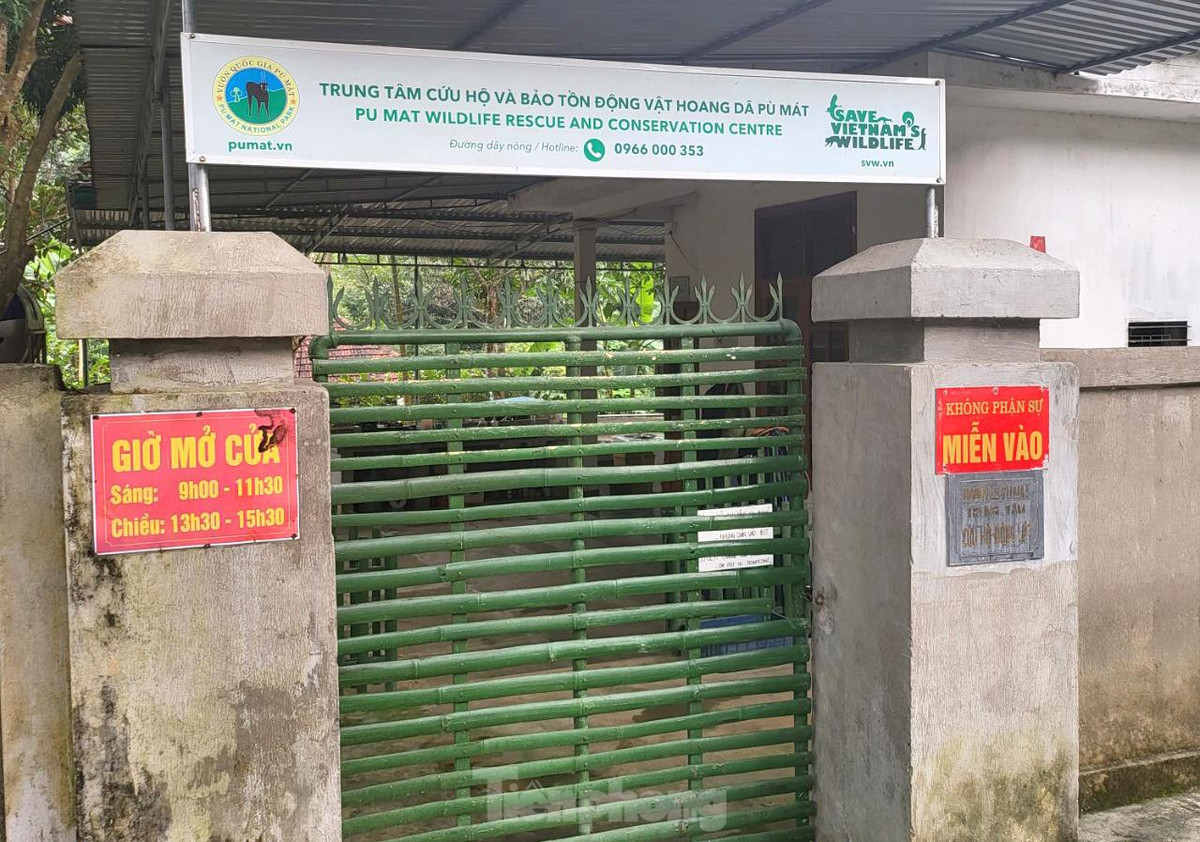 br/> Đầu tháng 8/2021, 7 cá thể hổ Đông Dương được chuyển đến Trung tâm cứu hộ động vật hoang dã, Vườn quốc gia Pù Mát (huyện Con Cuông, Nghệ An) để điều trị, chăm sóc. Đây là những cá thể hổ được Công an tỉnh Nghệ An giải cứu khỏi những tay buôn bán động vật hoang dã.