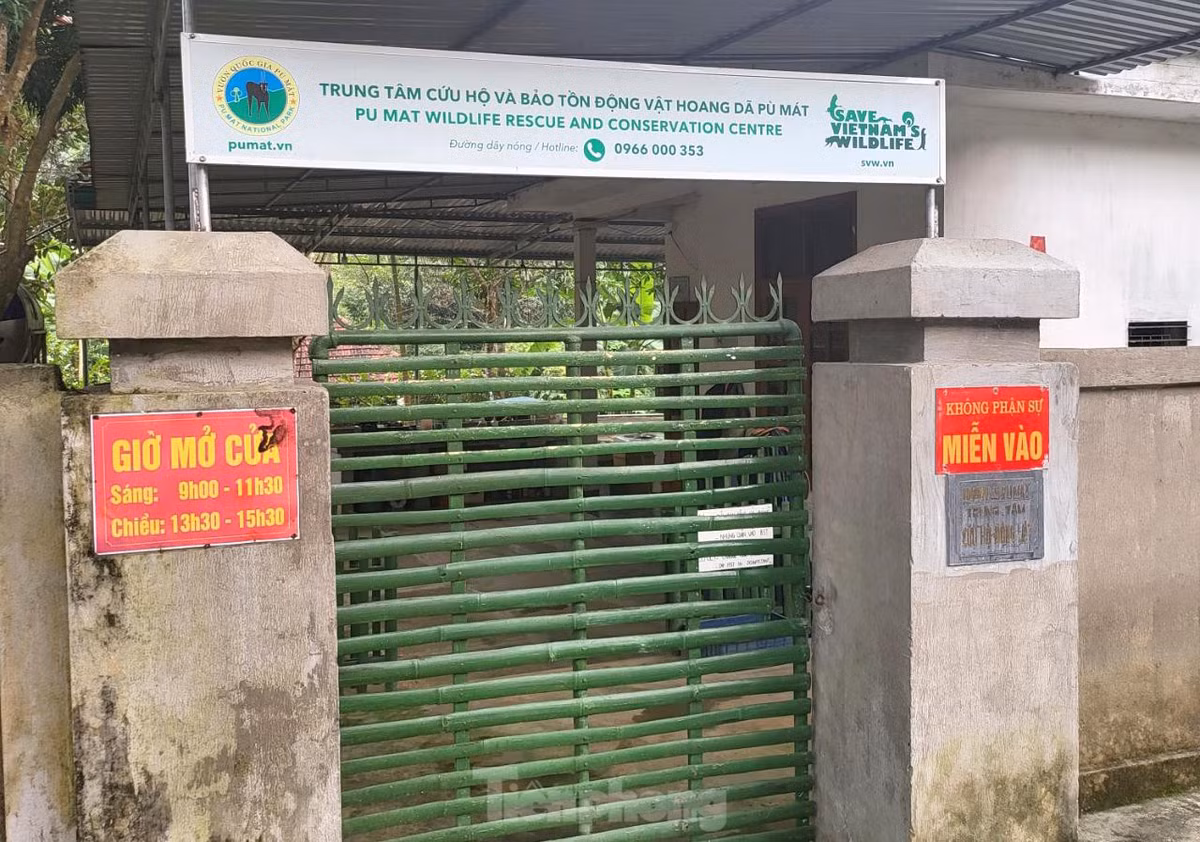 br/> Đầu tháng 8/2021, 7 cá thể hổ Đông Dương được chuyển đến Trung tâm cứu hộ động vật hoang dã, Vườn quốc gia Pù Mát (huyện Con Cuông, Nghệ An) để điều trị, chăm sóc. Đây là những cá thể hổ được Công an tỉnh Nghệ An giải cứu khỏi những tay buôn bán động vật hoang dã.