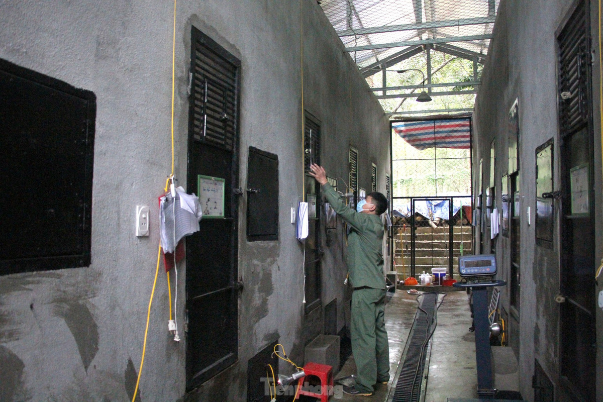 Hai dãy nhà xây áp mặt vào nhau, ở giữa là lối đi, được ngăn ra thành các phòng là nơi chăm sóc hổ.