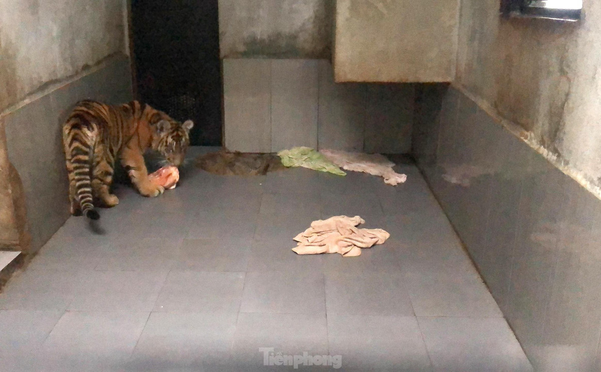 br/> Lãnh đạo Vườn Quốc gia Pù Mát cho biết, việc chăm sóc 7 con hổ sau cứu hộ đang gặp nhiều khó khăn, trong đó cơ sở vật chất là vấn đề nan giải nhất. Hiện dãy chuồng được dùng nhốt hổ mỗi gian rộng khoảng 15m2 bằng tường xây, cửa sắt. Chuồng nuôi chật hẹp, trong khi hổ ngày càng lớn thì bản năng và sinh hoạt cũng khác trước, đòi hỏi diện tích chuồng nuôi phải rộng hơn rất nhiều. Do không đáp ứng được yêu cầu về chuồng nuôi, lãnh đạo vườn quốc gia Pù Mát đã đề xuất với UBND tỉnh Nghệ An chuyển các con hổ tới các trung tâm cứu hộ khác ngoại tỉnh để phù hợp việc chăm sóc trong thời gian tới.