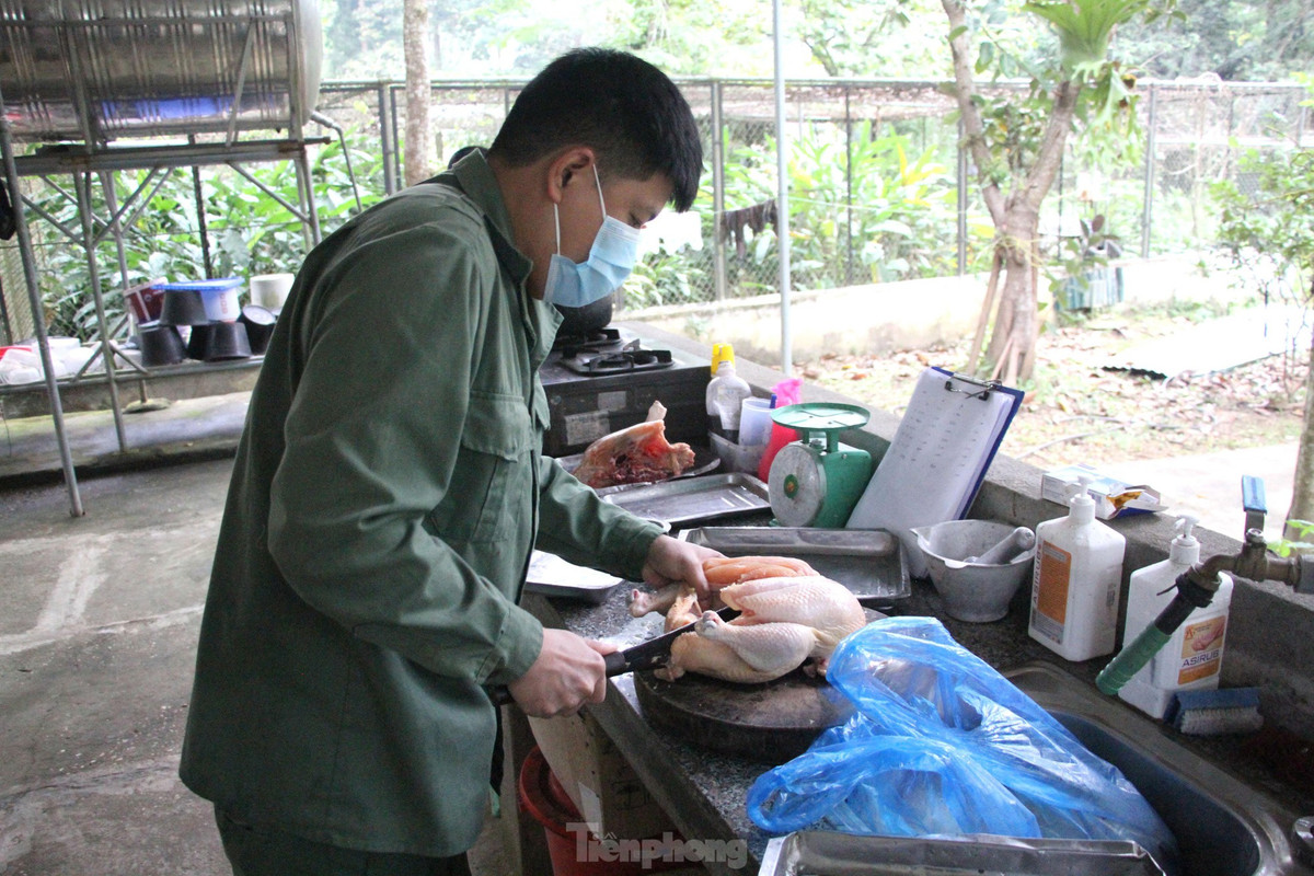 br/> Khi chúng dần ổn định, nhân viên bắt đầu cho chúng làm quen với thịt bò bằng cách lấy nước luộc thịt bò pha với sữa. Khi con vật quen với mùi vị thì chuyển sang cho ăn bò tái, sống. Đến nay, mỗi ngày hổ được cho ăn thịt 2 lần sáng và chiều. Số lượng thịt sẽ tăng dần theo số cân nặng của hổ.