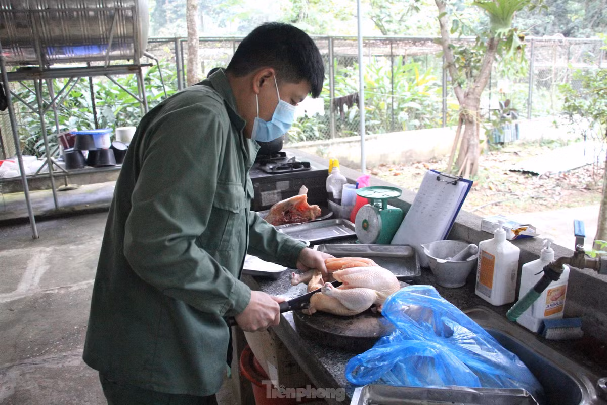 br/> Khi chúng dần ổn định, nhân viên bắt đầu cho chúng làm quen với thịt bò bằng cách lấy nước luộc thịt bò pha với sữa. Khi con vật quen với mùi vị thì chuyển sang cho ăn bò tái, sống. Đến nay, mỗi ngày hổ được cho ăn thịt 2 lần sáng và chiều. Số lượng thịt sẽ tăng dần theo số cân nặng của hổ.