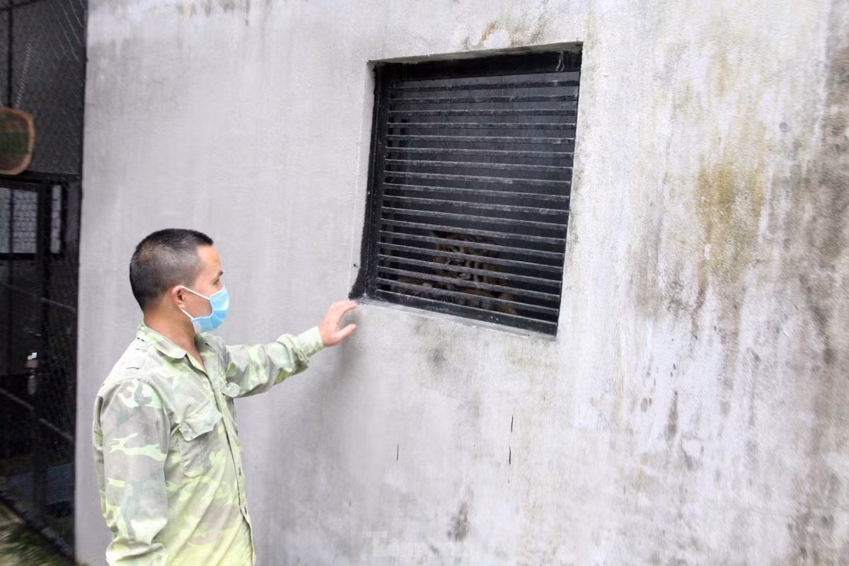 br/> Mỗi ngày, nhân viên của trung tâm cũng sẽ thay phiên nhau thăm đàn hổ thường xuyên để kịp thời phát hiện dấu hiệu bất thường trên đàn hổ.