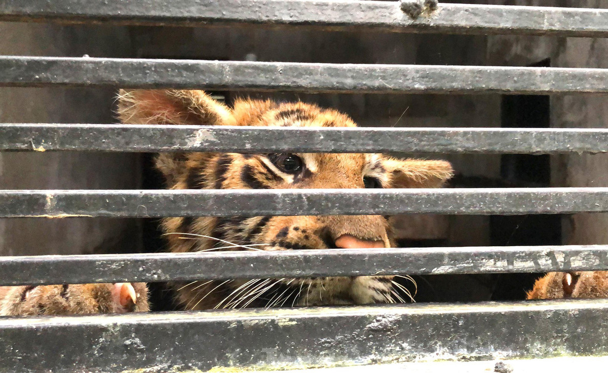 br/> Anh Đặng Thanh Tuấn, nhân viên chăm sóc động vật hoang dã cho biết, khi mới tiếp nhận, con hổ đều yếu do bị tiêu chảy. Bởi thế, chúng được cho uống loại sữa nhập khẩu trong tháng đầu tiên.