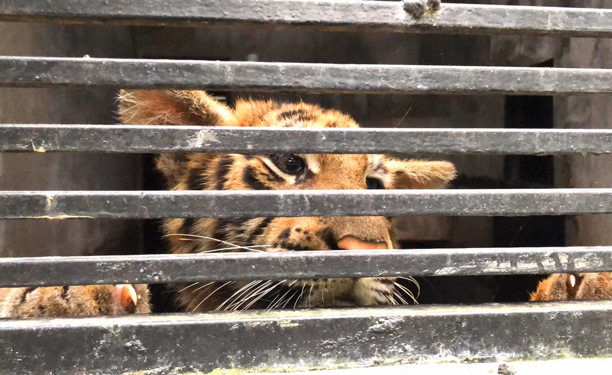 br/> Anh Đặng Thanh Tuấn, nhân viên chăm sóc động vật hoang dã cho biết, khi mới tiếp nhận, con hổ đều yếu do bị tiêu chảy. Bởi thế, chúng được cho uống loại sữa nhập khẩu trong tháng đầu tiên.