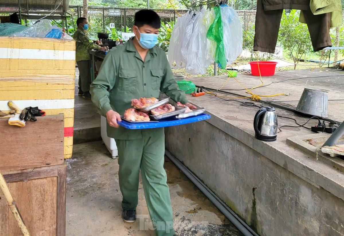 br/> Khẩu phần có thể thay đổi bằng thịt gà hoặc thỏ nhưng sẽ nhiều hơn, do hàm lượng calo không bằng thịt bò. Sau khi hổ ăn xong, nhân viên trung tâm cứu hộ sẽ đến dọn vệ sinh chuồng trại sạch sẽ.