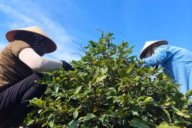 Mai vang Thu Duc hut hang tai thi truong nuoc ngoai dip can Tet