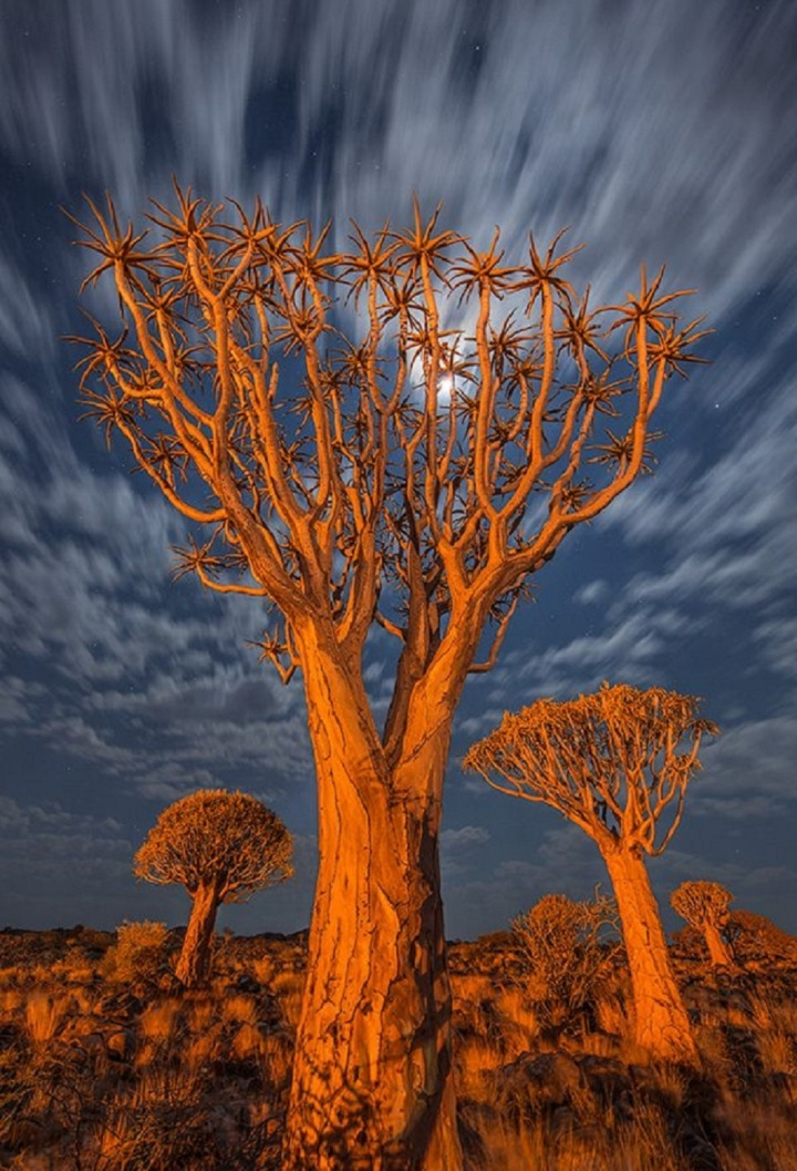 5 loai cay ky la trong nhu den tu hanh tinh khac-Hinh-8