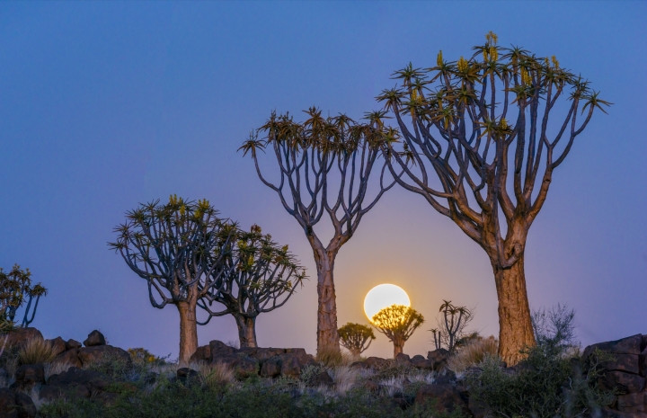 5 loai cay ky la trong nhu den tu hanh tinh khac-Hinh-7
