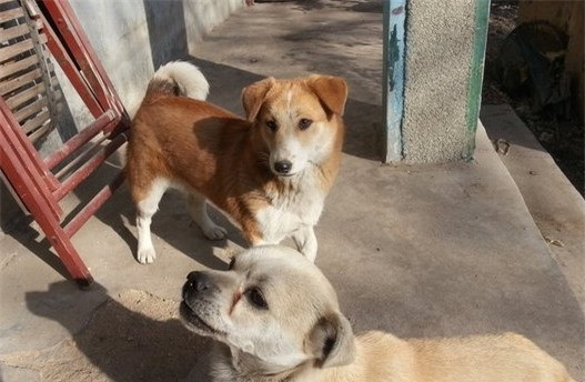 Chó mẹ dắt con đứng canh cổng suốt 2 năm, đợi chủ đi lính trở về ảnh 3