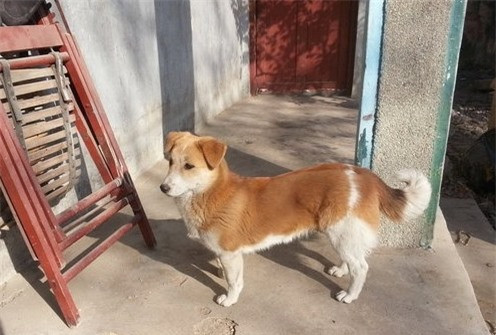 Chó mẹ dắt con đứng canh cổng suốt 2 năm, đợi chủ đi lính trở về ảnh 1