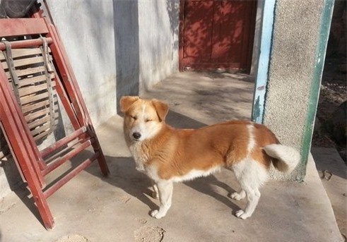 Chó mẹ dắt con đứng canh cổng suốt 2 năm, đợi chủ đi lính trở về ảnh 2