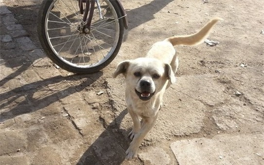 Chó mẹ dắt con đứng canh cổng suốt 2 năm, đợi chủ đi lính trở về ảnh 4