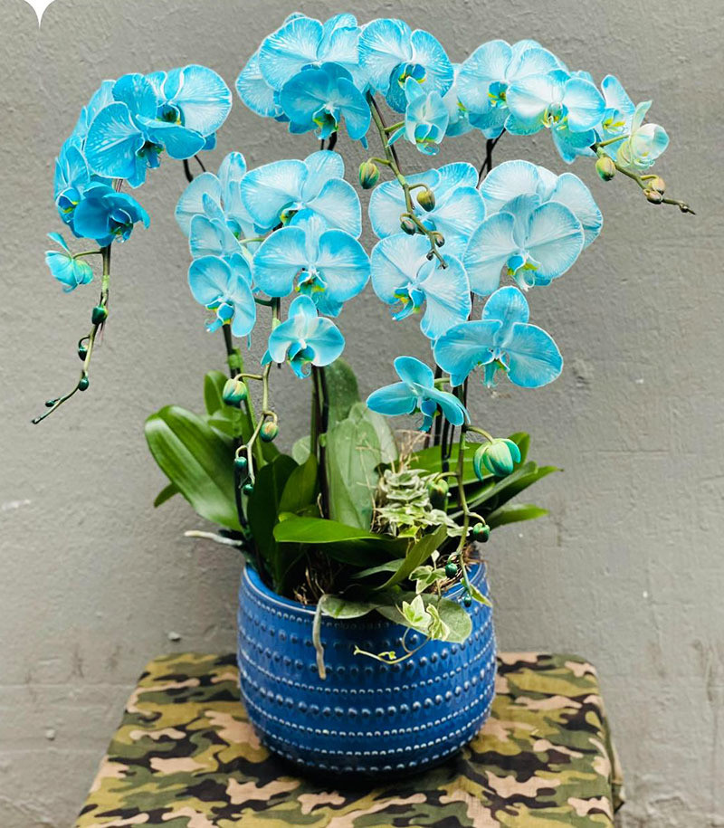 Lan ho diep mau la hiem co, tien trieu mot canh van manh tay choi Tet-Hinh-2