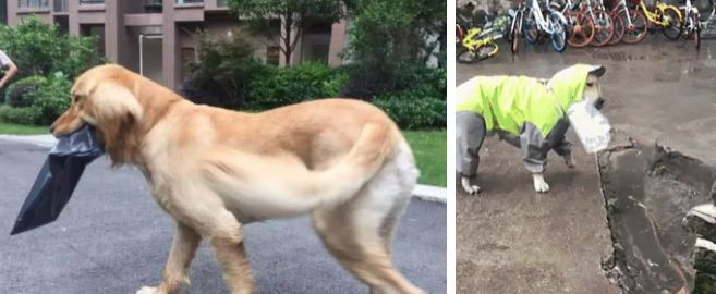 Sai cho Golden di lay do mai khong thay ve, chu di tim va cai ket-Hinh-2