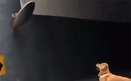 Sai cho Golden di lay do mai khong thay ve, chu di tim va cai ket-Hinh-3