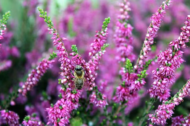 4 con giap luon toa sang, nang luc lam giau cuc dinh