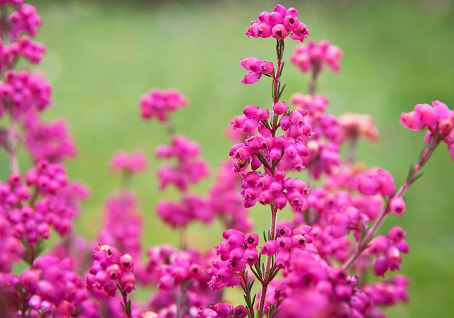 4 con giap luon toa sang, nang luc lam giau cuc dinh-Hinh-2