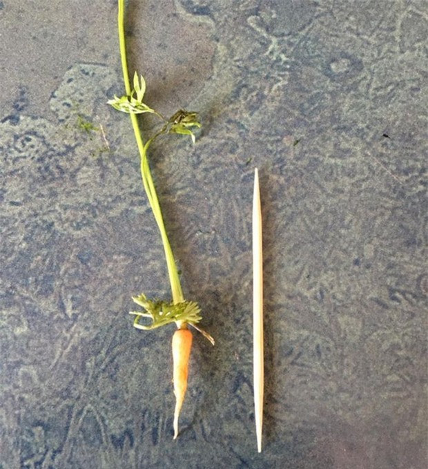 Dân mạng vỡ oà khi phát hiện những loại đồ ăn hình thù độc lạ ảnh 10