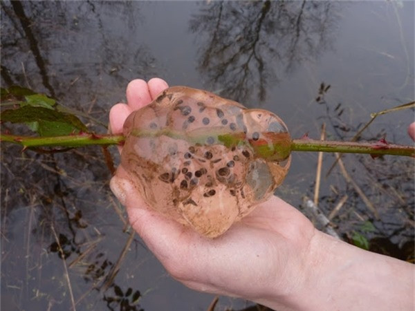 Bí ẩn cơn mưa chất nhầy mang theo thứ dịch bệnh khiến cả thị trấn nhập viện ảnh 1 Bí ẩn cơn mưa chất nhầy mang theo thứ dịch bệnh khiến cả thị trấn nhập viện ảnh 1