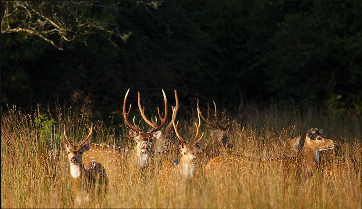 Loai huou dom da xam lang Hawaii nhu the nao?