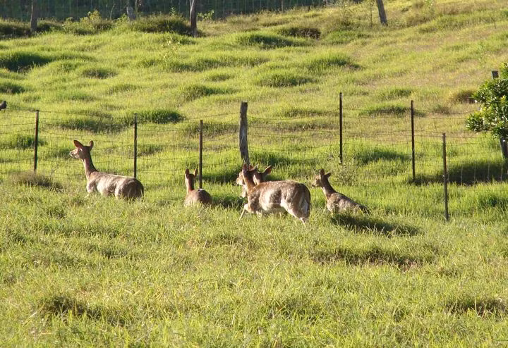 Loai huou dom da xam lang Hawaii nhu the nao?-Hinh-11