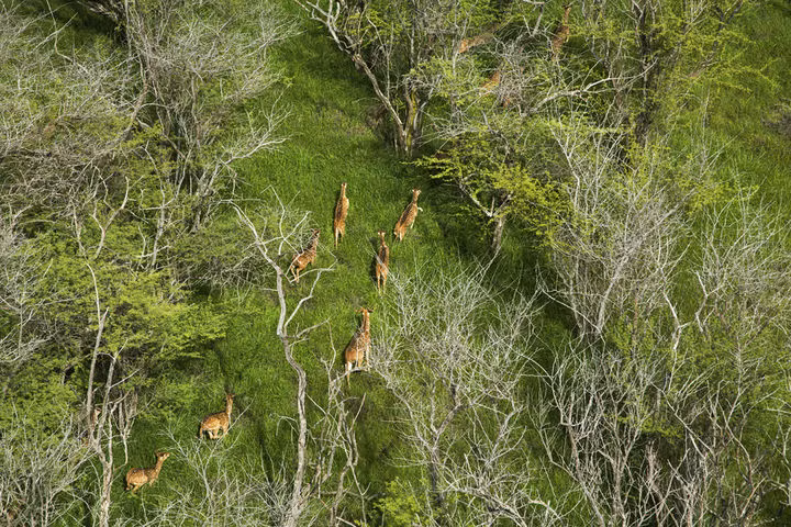 Loai huou dom da xam lang Hawaii nhu the nao?-Hinh-5