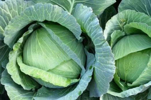 6 loi ich bat ngo cua rau bap cai voi suc khoe