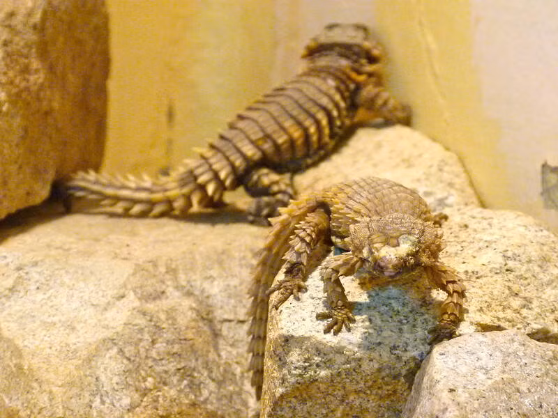 Than lan Armadillo, loai rong ben ngoai doi thuc-Hinh-3