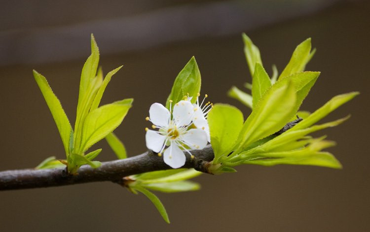 Cuối năm thấy trong nhà có 4 hiện tượng này là điềm báo hỷ tín Cuoi nam thay trong nha co 4 hien tuong nay la diem bao hy tin