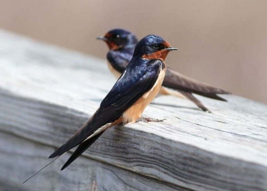 Cuối năm thấy trong nhà có 4 hiện tượng này là điềm báo hỷ tín - Hình 3 Cuoi nam thay trong nha co 4 hien tuong nay la diem bao hy tin-Hinh-3