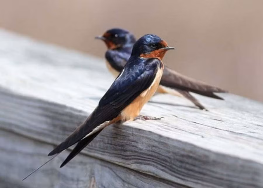 Cuoi nam thay trong nha co 4 hien tuong nay la diem bao hy tin-Hinh-3