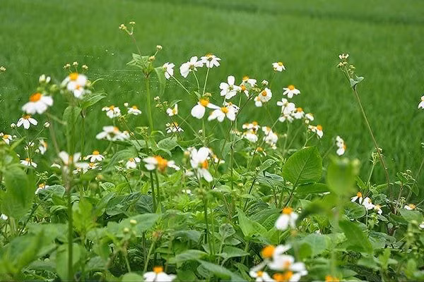 Cay moc hoang o Viet Nam khong ngo mang den 9 tac dung “than ky