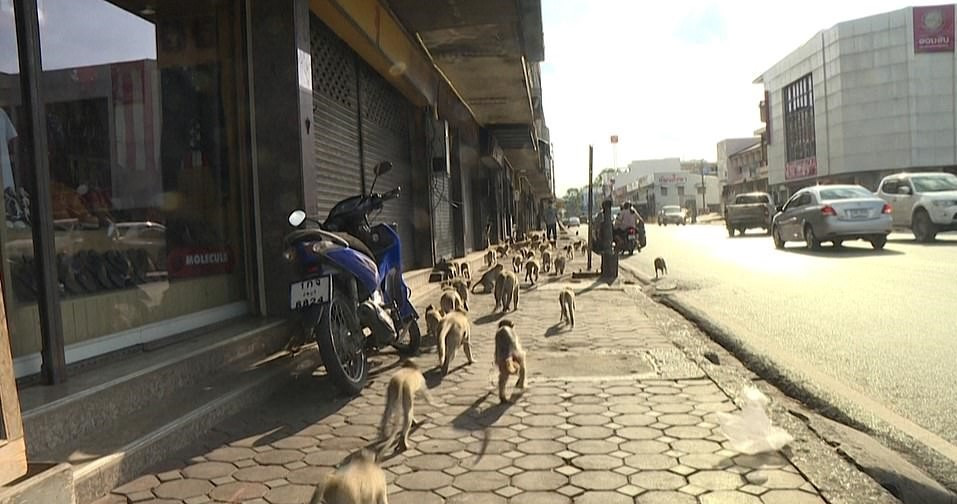 Bay khi hoang ngan con tan cong thi tran o Thai Lan-Hinh-6