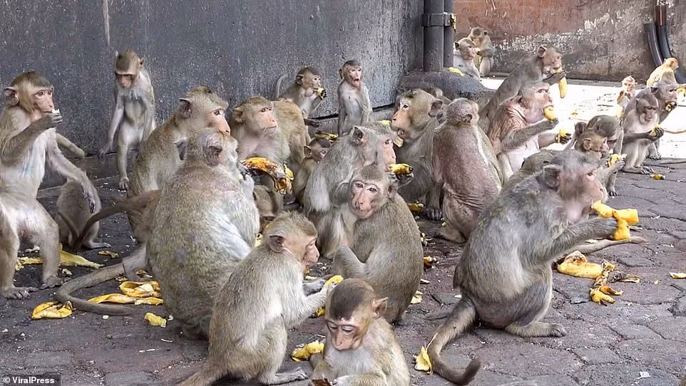 Bay khi hoang ngan con tan cong thi tran o Thai Lan-Hinh-5